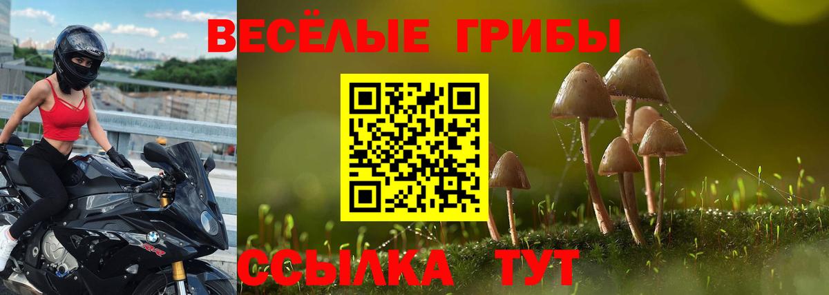 Псилоцибиновые грибы Psilocybine cubensis Октябрьский